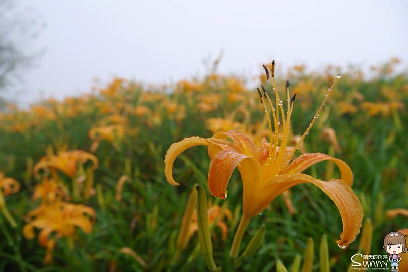2016｜花蓮．六十石山金針花