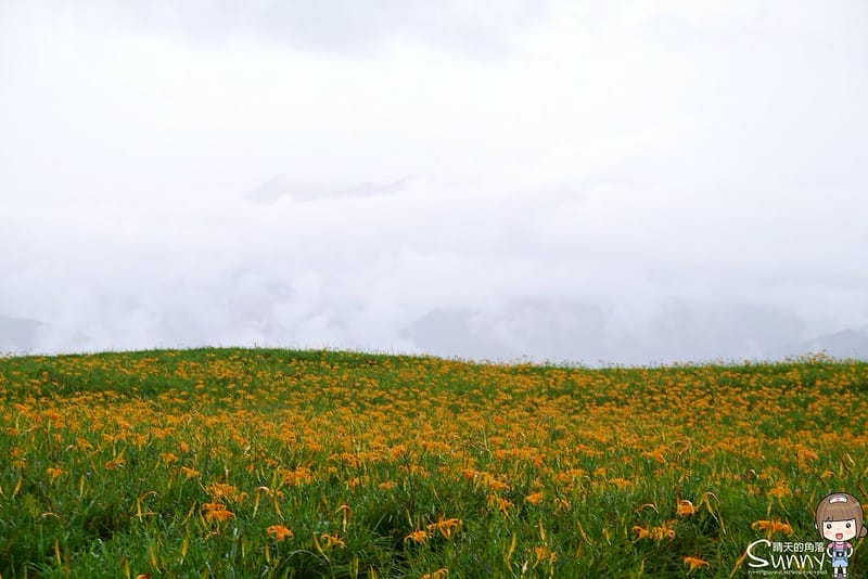 2016｜花蓮．六十石山金針花
