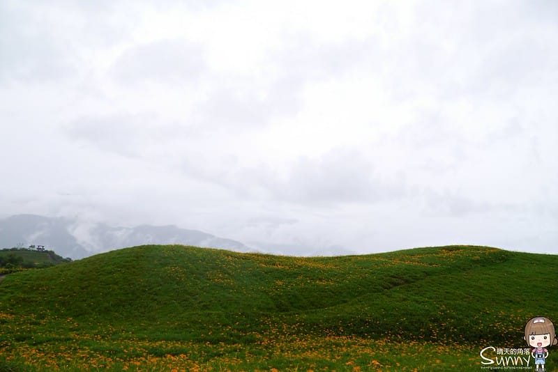 2016｜花蓮．六十石山金針花