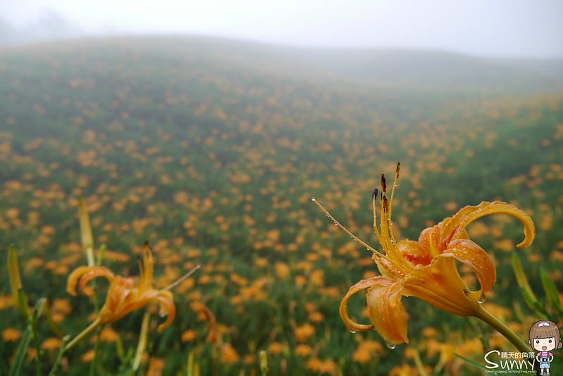 2016｜花蓮．六十石山金針花