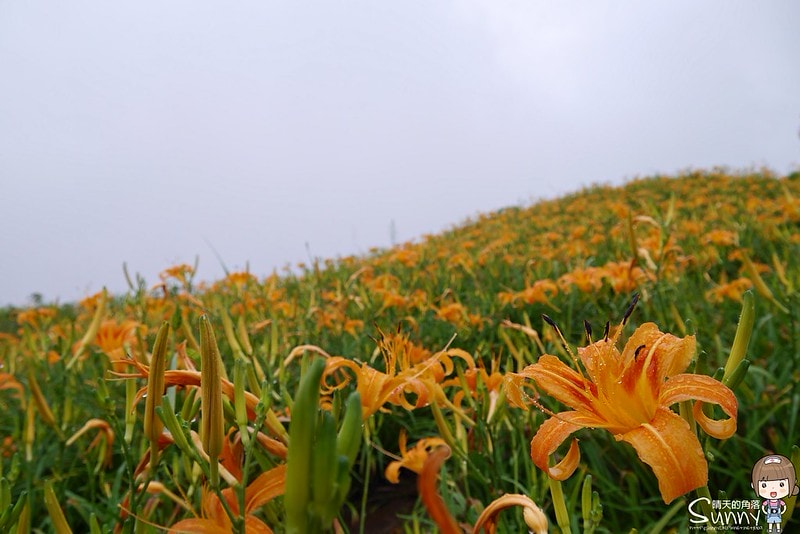 2016花蓮.六十石山金針花