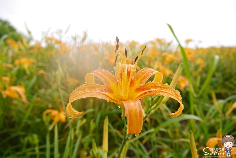 2016花蓮.六十石山金針花