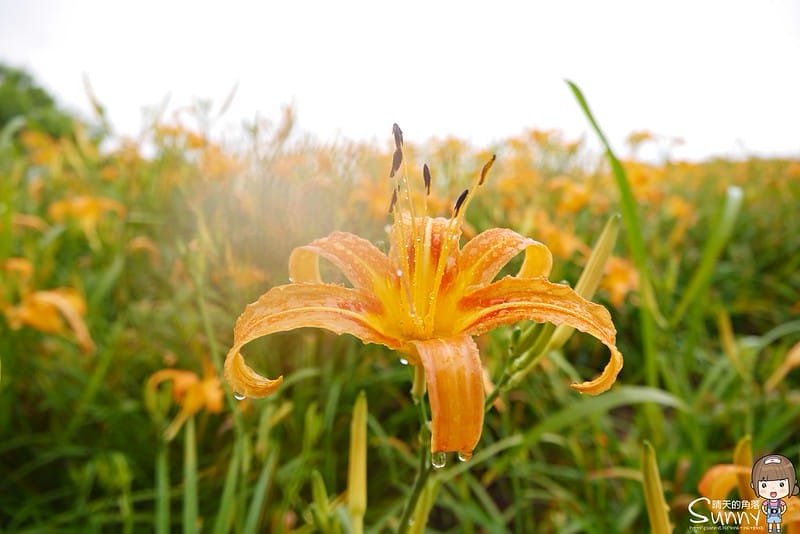 2016｜花蓮．六十石山金針花