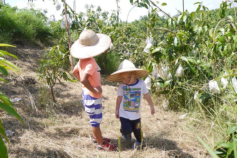 2017酒窩小姊台南玉井芒果小旅行