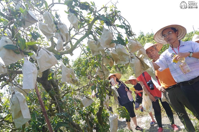 2017酒窩小姊台南玉井芒果小旅行