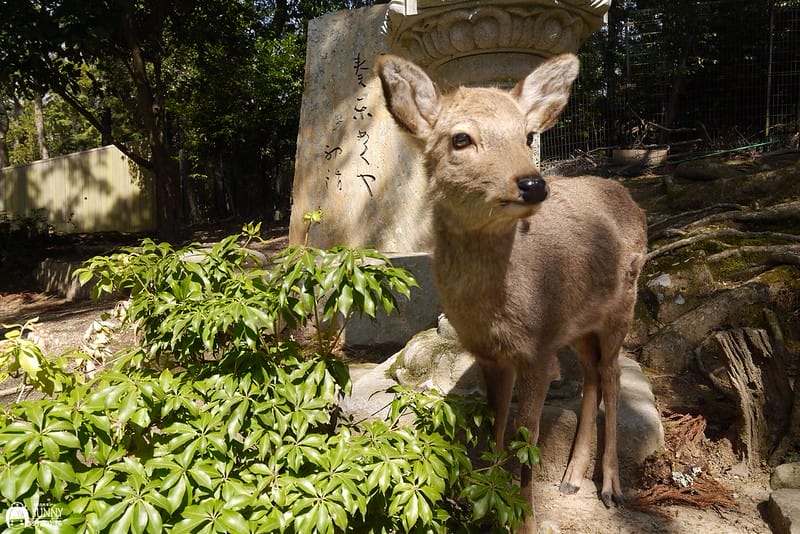 日本上網WIFI機推薦|GLOBAL WIFI日本 4G SOFTBANK 303ZT 吃到飽