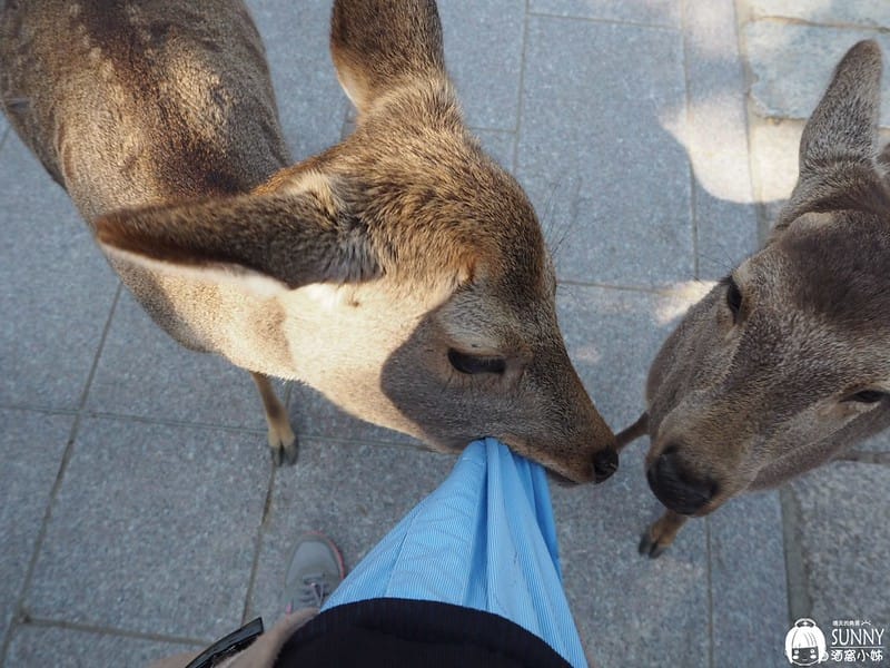 日本上網WIFI機推薦|GLOBAL WIFI日本 4G SOFTBANK 303ZT 吃到飽