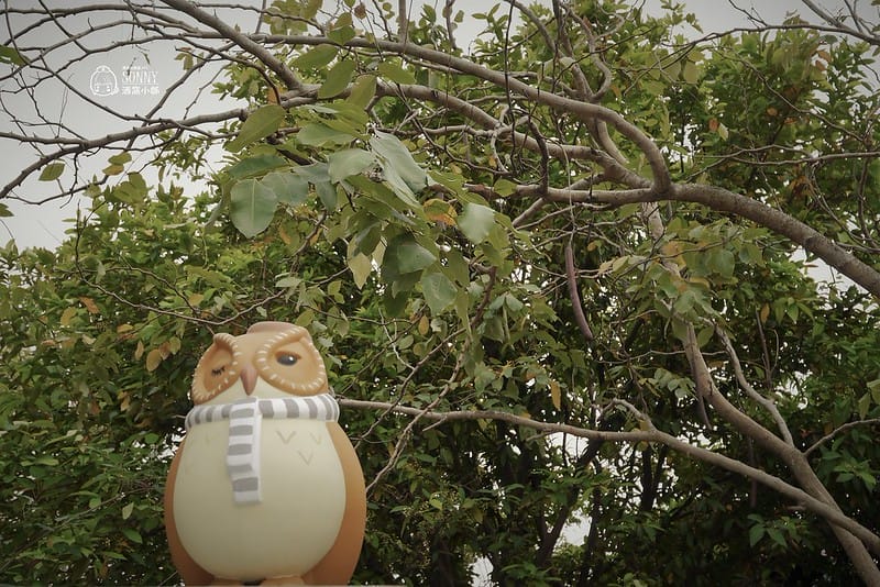 嘉義景點-沉睡森林(拍照/打卡)