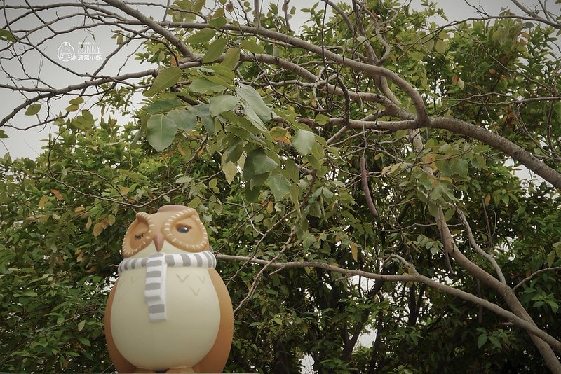 嘉義景點-沉睡森林(拍照/打卡)