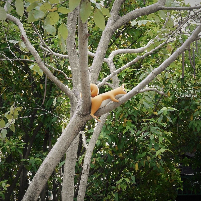 嘉義景點-沉睡森林(拍照/打卡)