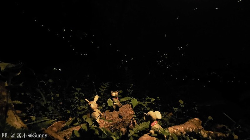 用手機也能拍出螢火蟲之第一次賞螢拍螢就上手