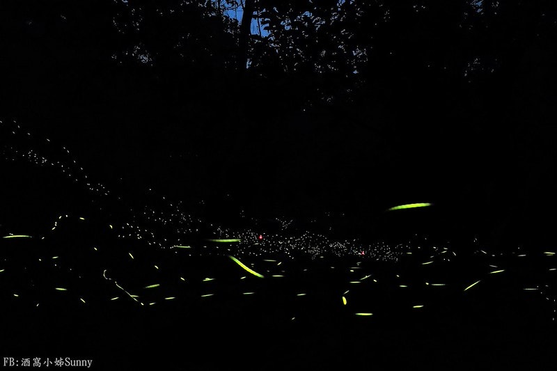 用手機也能拍出螢火蟲之第一次賞螢拍螢就上手