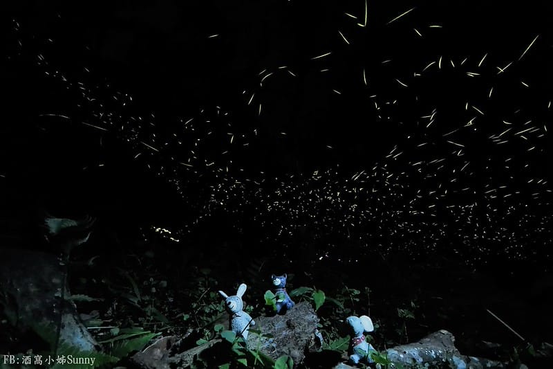 用手機也能拍出螢火蟲之第一次賞螢拍螢就上手