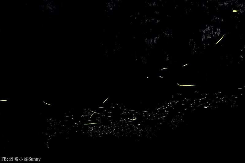 用手機也能拍出螢火蟲之第一次賞螢拍螢就上手