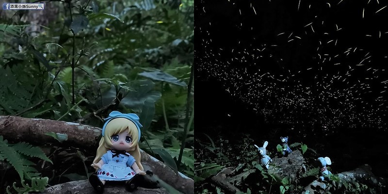 用手機也能拍出螢火蟲之第一次賞螢拍螢就上手