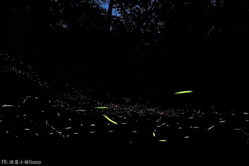 用手機也能拍出螢火蟲之第一次賞螢拍螢就上手
