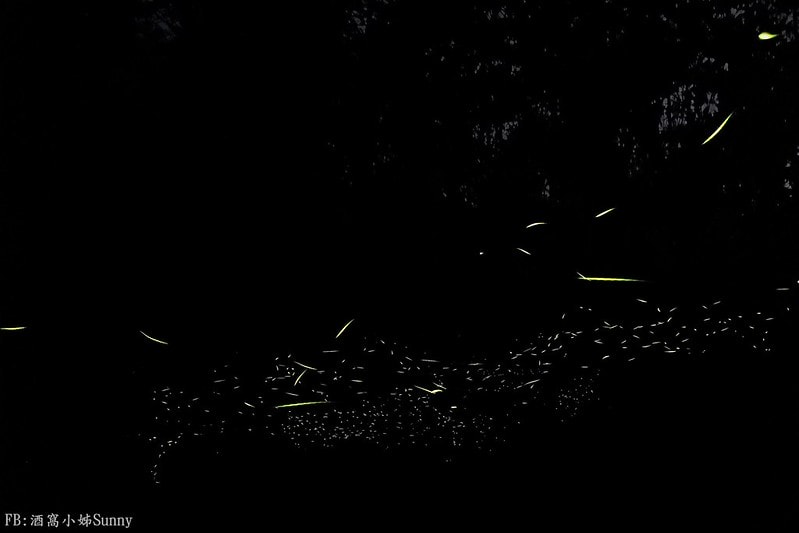 用手機也能拍出螢火蟲之第一次賞螢拍螢就上手