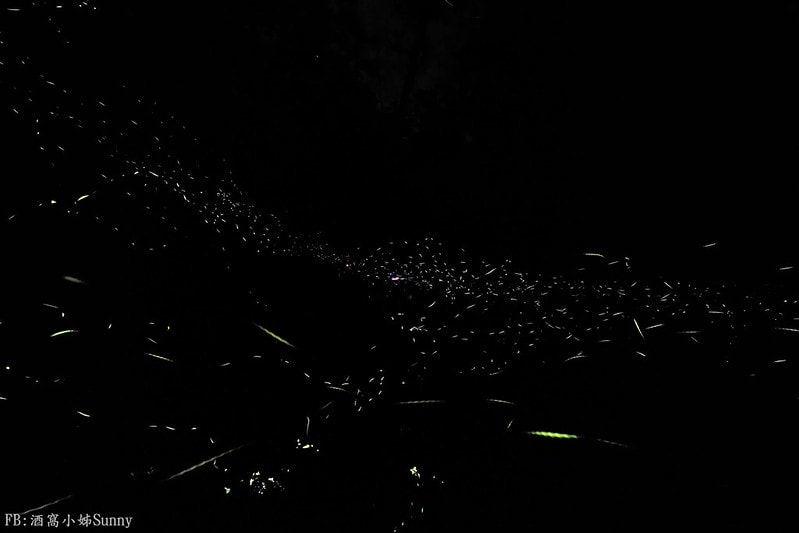 用手機也能拍出螢火蟲之第一次賞螢拍螢就上手