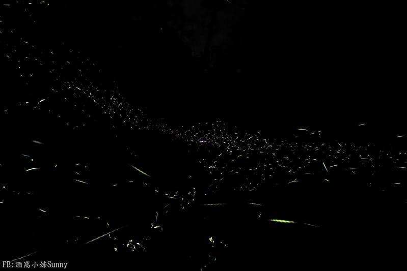 用手機也能拍出螢火蟲之第一次賞螢拍螢就上手