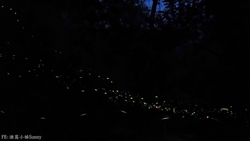 用手機也能拍出螢火蟲之第一次賞螢拍螢就上手