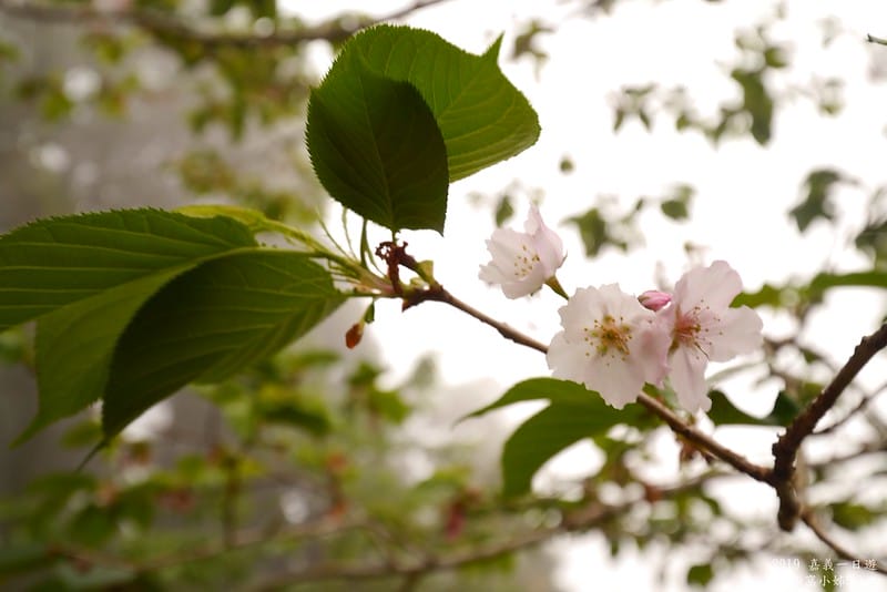 2019奮起湖景點/美食/一日遊/二日遊/嘉義賞螢秘境