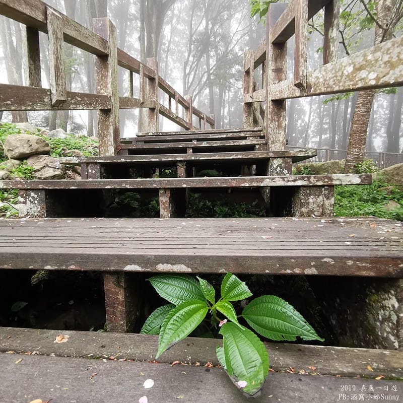 2019奮起湖景點/美食/一日遊/二日遊/嘉義賞螢秘境