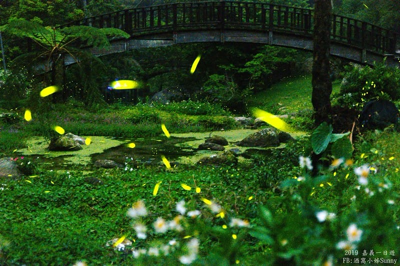 2019奮起湖景點/美食/一日遊/二日遊/嘉義賞螢秘境