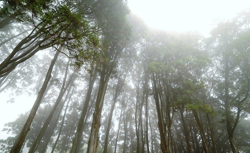 2019奮起湖景點/美食/一日遊/二日遊/嘉義賞螢秘境