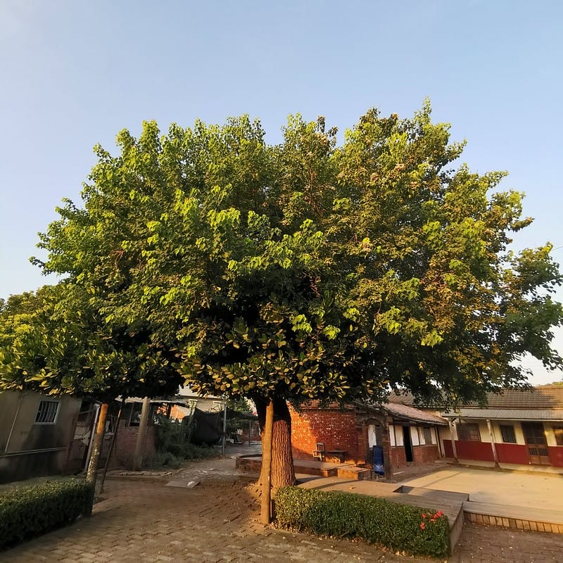 嘉義縣追劇景點｜台劇「用九柑仔店」拍攝景點/劇中楊俊龍之爺爺的家(張軒睿 飾)/慶和柑仔店/用九商店