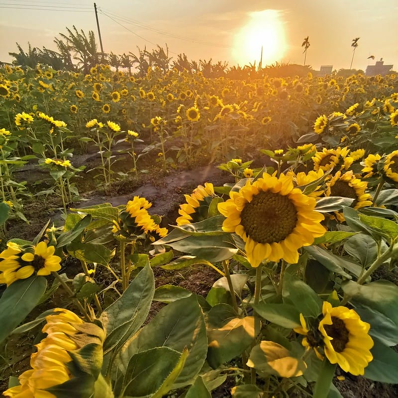 嘉義縣追劇景點｜台劇「用九柑仔店」拍攝景點/劇中楊俊龍之爺爺的家(張軒睿 飾)/慶和柑仔店/用九商店