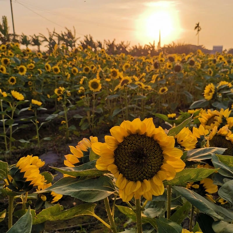 嘉義縣追劇景點｜台劇「用九柑仔店」拍攝景點/劇中楊俊龍之爺爺的家(張軒睿 飾)/慶和柑仔店/用九商店