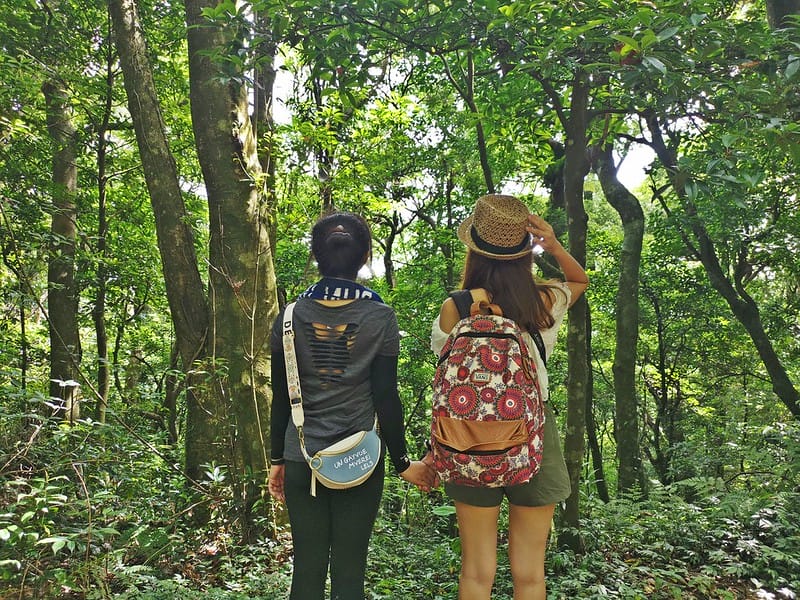 桃園小百岳｜東眼山森林遊樂區/東眼山步道