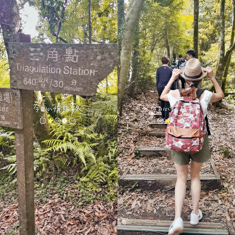 桃園小百岳｜東眼山森林遊樂區/東眼山步道