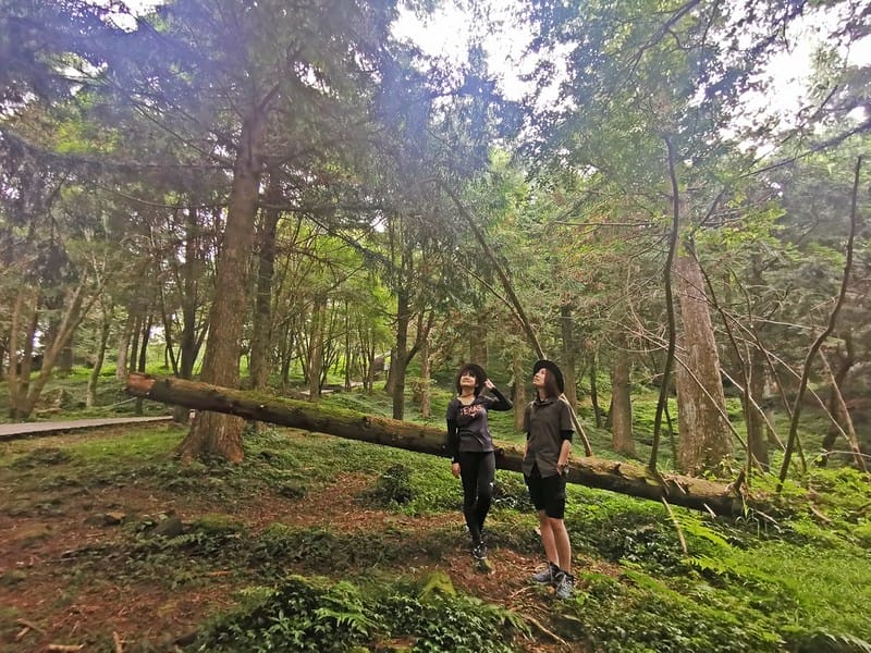桃園小百岳｜東眼山森林遊樂區/東眼山步道