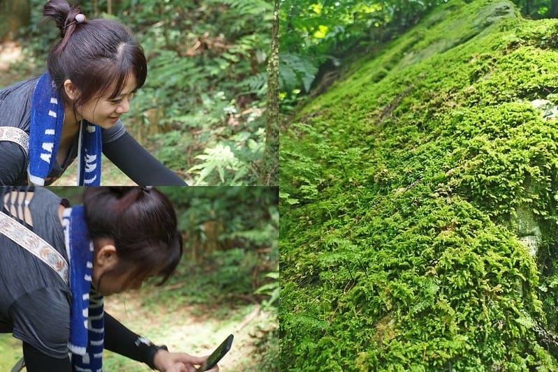 桃園小百岳｜東眼山森林遊樂區/東眼山步道
