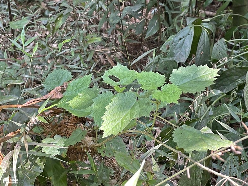 2021-03-31 12.18.20(1617596424.817609)