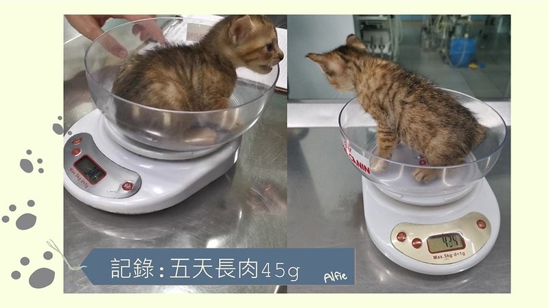 酒窩小姊Sunnyの貓奴日常|養貓新手之第一次養奶貓就上手,把屎把尿還要三小時餵一次奶(?) - 第12張圖 酒窩小姊sunny的貓奴日常x奶貓日常x養貓新手