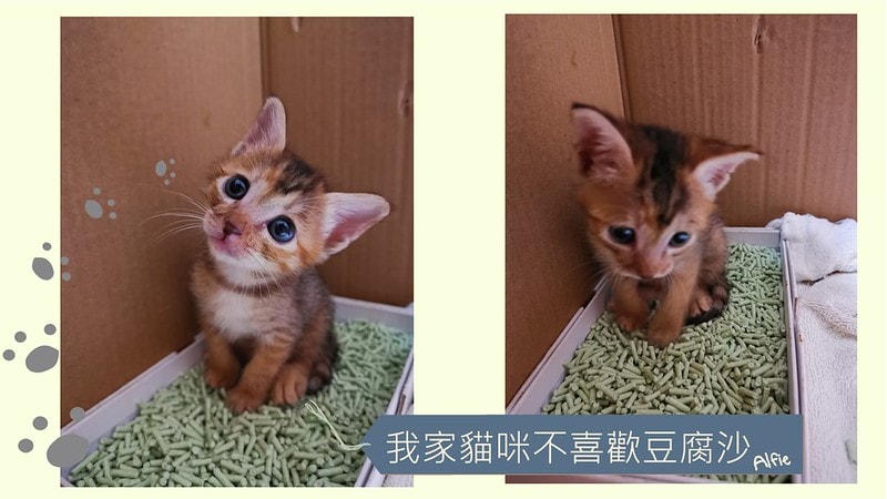 酒窩小姊Sunnyの貓奴日常|養貓新手之第一次養奶貓就上手,把屎把尿還要三小時餵一次奶(?) - 第10張圖 酒窩小姊sunny的貓奴日常x奶貓日常x養貓新手