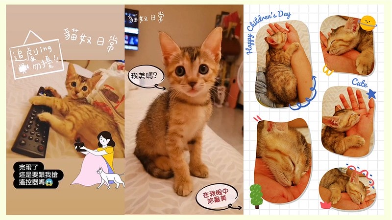 酒窩小姊Sunnyの貓奴日常|養貓新手之第一次養奶貓就上手,把屎把尿還要三小時餵一次奶(?) - 第17張圖 酒窩小姊sunny的貓奴日常x奶貓日常x養貓新手