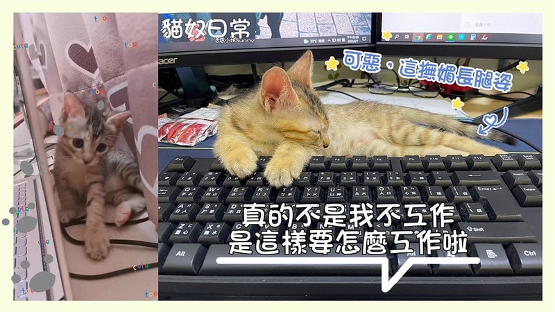 酒窩小姊Sunnyの貓奴日常|養貓新手之第一次養奶貓就上手,把屎把尿還要三小時餵一次奶(?) - 第21張圖 酒窩小姊sunny的貓奴日常x奶貓日常x養貓新手