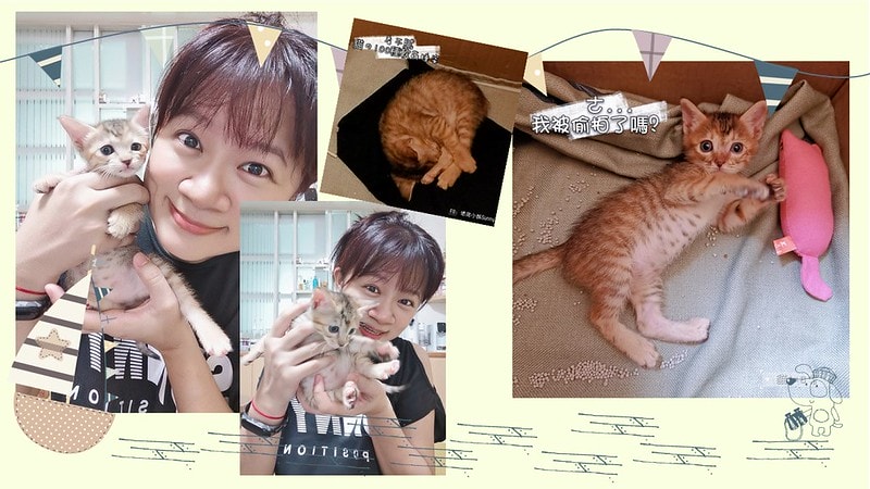 酒窩小姊Sunnyの貓奴日常|養貓新手之第一次養奶貓就上手,把屎把尿還要三小時餵一次奶(?) - 第14張圖 酒窩小姊sunny的貓奴日常x奶貓日常x養貓新手