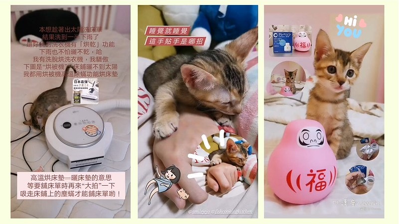 酒窩小姊Sunnyの貓奴日常|養貓新手之第一次養奶貓就上手,把屎把尿還要三小時餵一次奶(?) - 第19張圖 酒窩小姊sunny的貓奴日常x奶貓日常x養貓新手