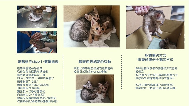酒窩小姊Sunnyの貓奴日常|養貓新手之第一次養奶貓就上手,把屎把尿還要三小時餵一次奶(?) - 第4張圖 酒窩小姊sunny的貓奴日常x奶貓日常x養貓新手