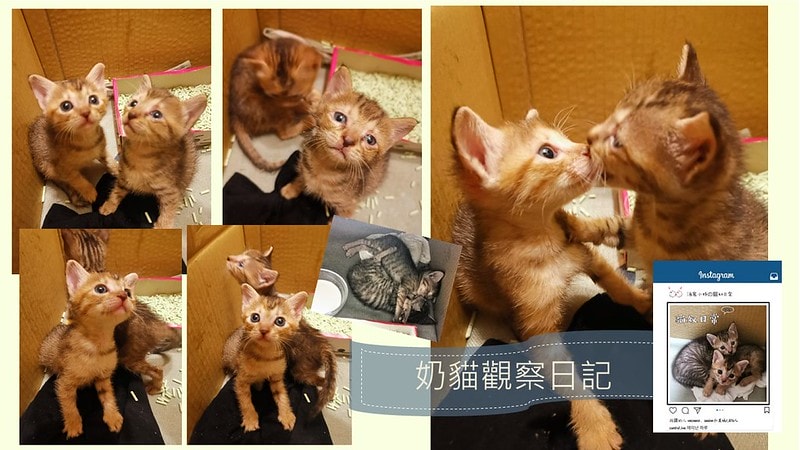 酒窩小姊Sunnyの貓奴日常|養貓新手之第一次養奶貓就上手,把屎把尿還要三小時餵一次奶(?) - 第5張圖 酒窩小姊sunny的貓奴日常x奶貓日常x養貓新手