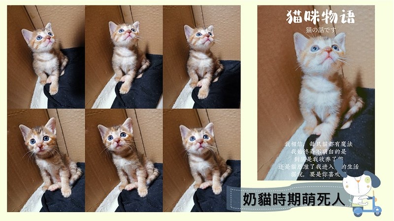 酒窩小姊Sunnyの貓奴日常|養貓新手之第一次養奶貓就上手,把屎把尿還要三小時餵一次奶(?) - 第2張圖 酒窩小姊sunny的貓奴日常x奶貓日常x養貓新手