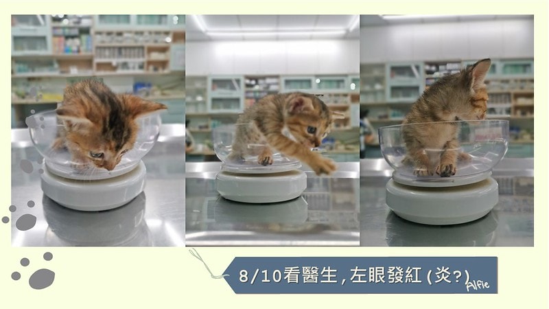 酒窩小姊Sunnyの貓奴日常|養貓新手之第一次養奶貓就上手,把屎把尿還要三小時餵一次奶(?) - 第11張圖 酒窩小姊sunny的貓奴日常x奶貓日常x養貓新手