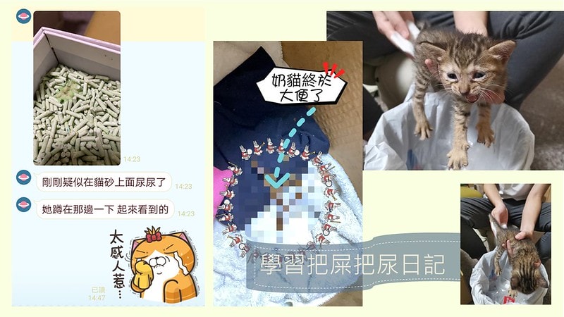 酒窩小姊Sunnyの貓奴日常|養貓新手之第一次養奶貓就上手,把屎把尿還要三小時餵一次奶(?) - 第7張圖 酒窩小姊sunny的貓奴日常x奶貓日常x養貓新手