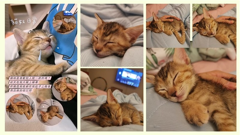 酒窩小姊Sunnyの貓奴日常|養貓新手之第一次養奶貓就上手,把屎把尿還要三小時餵一次奶(?) - 第16張圖 酒窩小姊sunny的貓奴日常x奶貓日常x養貓新手