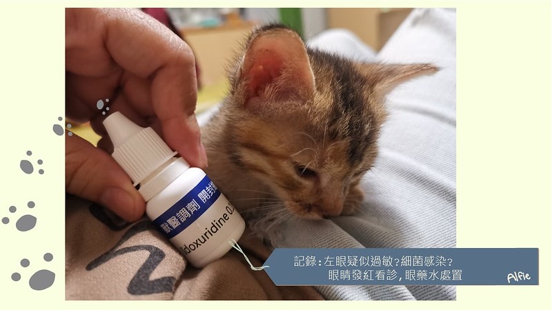 酒窩小姊Sunnyの貓奴日常|養貓新手之第一次養奶貓就上手,把屎把尿還要三小時餵一次奶(?) - 第13張圖 酒窩小姊sunny的貓奴日常x奶貓日常x養貓新手