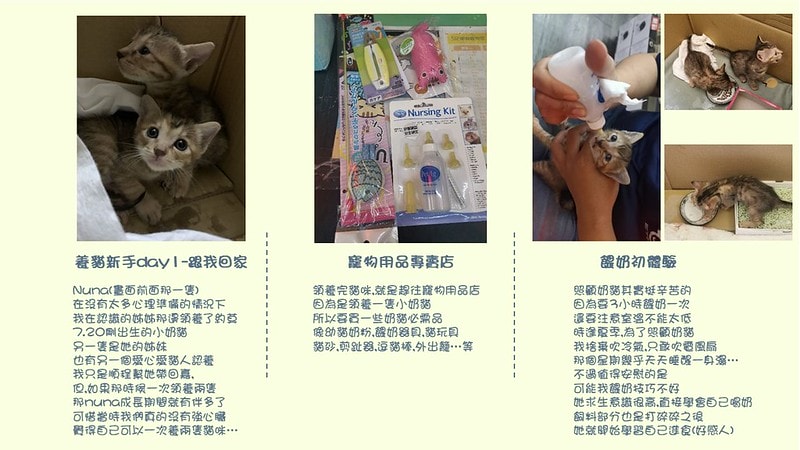 酒窩小姊Sunnyの貓奴日常|養貓新手之第一次養奶貓就上手,把屎把尿還要三小時餵一次奶(?) - 第3張圖 酒窩小姊sunny的貓奴日常x奶貓日常x養貓新手